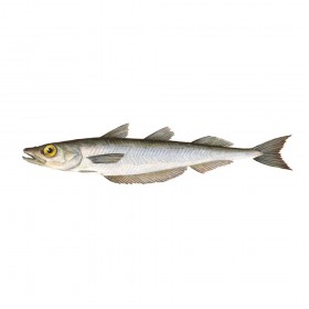 Northern Blue Whiting