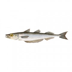 Northern Blue Whiting
