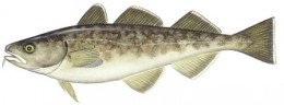 Pacific Cod