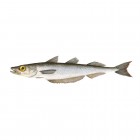 Blue Whiting Blue Whiting