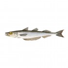 Blue Whiting