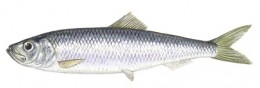 Herring