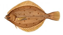 Yellowfin Sole Yellowfin Sole