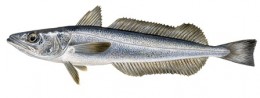 Hake Capensis Hake Capensis