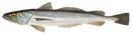 Hake Hubbsi Hake Hubbsi