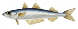 Southern Blue Whiting Southern Blue Whiting