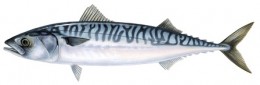 Mackerel Mackerel