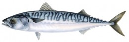 Mackerel