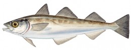 Alaska Pollock